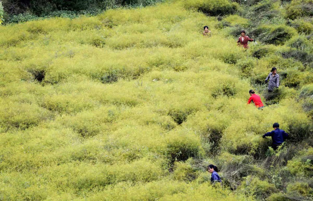 振东制药李安平谈深山里趟出产业脱贫致富路