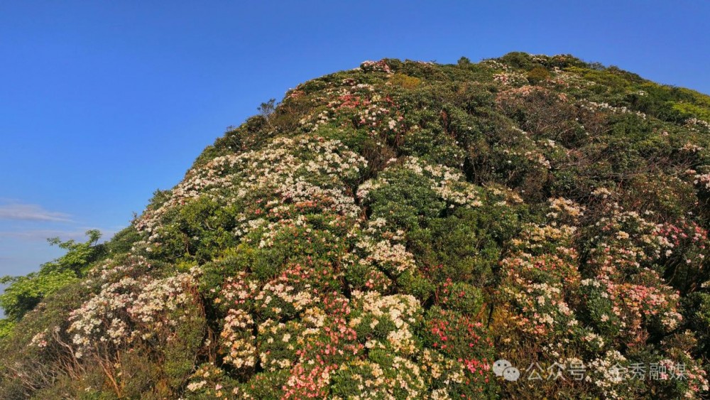 	花开迎客来｜2026金秀圣堂山杜鹃花文化旅游节盛大开幕