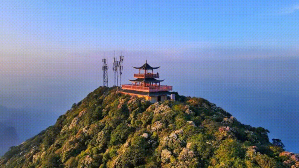 	花开迎客来｜2026金秀圣堂山杜鹃花文化旅游节盛大开幕